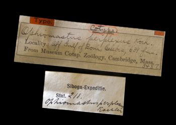 Media type: image;   Invertebrate Zoology OPH-3487 Description: Original handwritten specimen labels;  Aspect: labels